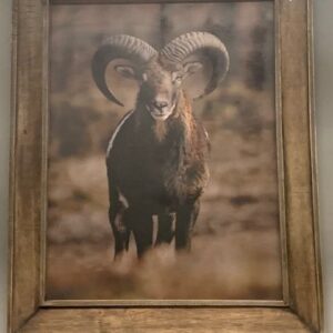 Wanddecoratie 'moeflon' L