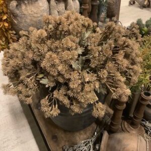 Suzo Centaurea Coffee M