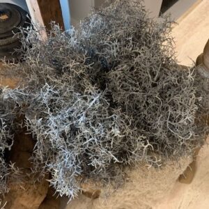 Alternative view of Tillandsia Tak Grijs