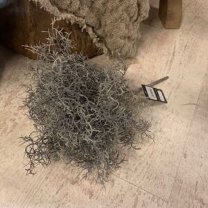 Tillandsia Tak Grijs