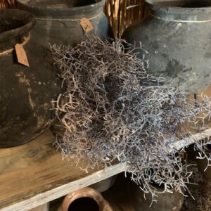 Alternative view of Tillandsia Tak Bruin