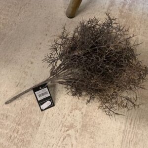 Tillandsia Tak Bruin