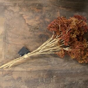 Alternative view of Countryfield Achillea Bosje Oranje