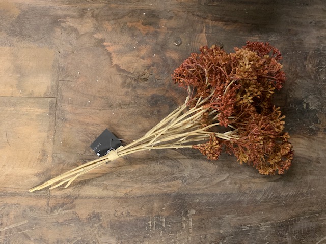 Countryfield Achillea Bosje Oranje - Afbeelding 2