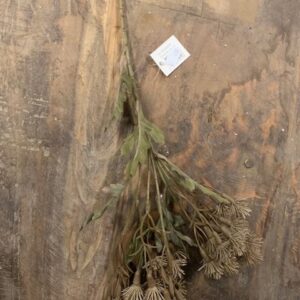 Alternative view of Suzo Centaurea Coffee M