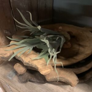 Alternative view of Hertshoorn M 35cm