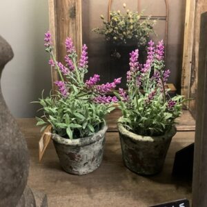 Lavendel In Potje Oud Roze