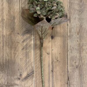 Alternative view of Hydrangea macr. Green 65cm