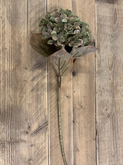 Hydrangea macr. Green 65cm - Afbeelding 2