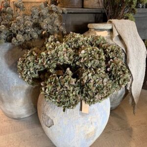 Hydrangea macr. Green 65cm - Afbeelding 3