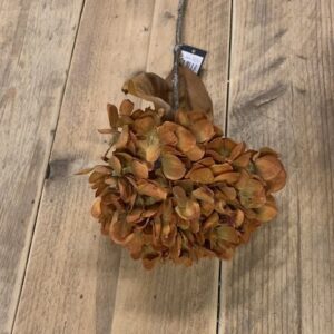 Hydrangea Roest 75cm