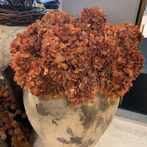 Hydrangea Roest 75cm - Afbeelding 3