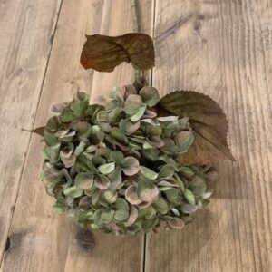 Hydrangea macr. Green 65cm