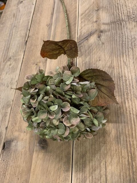 Hydrangea macr. Green 65cm
