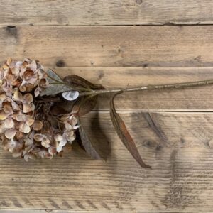 Alternative view of Hydrangea macr. Brown 65cm