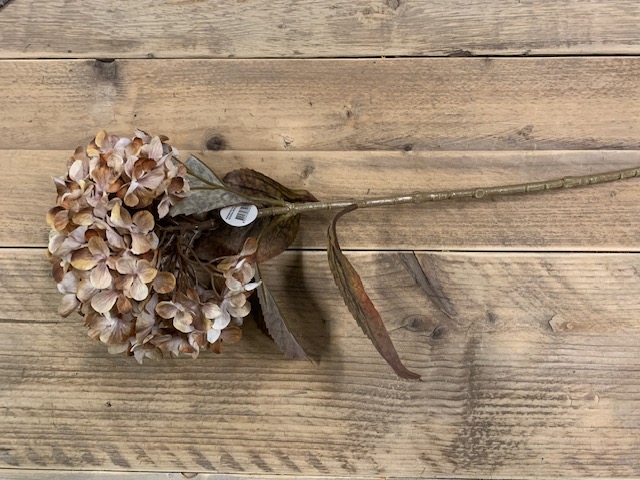 Hydrangea macr. Brown 65cm - Afbeelding 2
