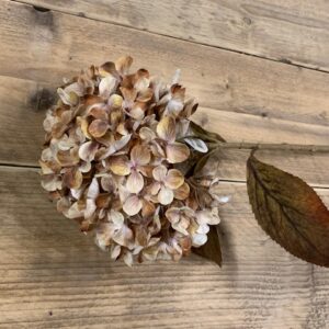 Hydrangea macr. Brown 65cm