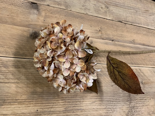 Hydrangea macr. Brown 65cm