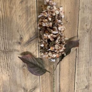 Hydrangea pan. Brown Ivory 65cm