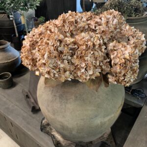 Hydrangea macr. Brown 65cm - Afbeelding 3